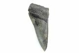 Partial Fossil Megalodon Tooth - Serrated Blade #362529-1